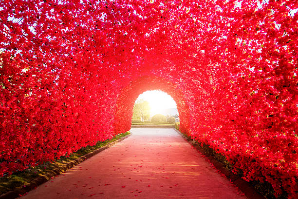 Walking path under the beautiful red bougainvillea trees