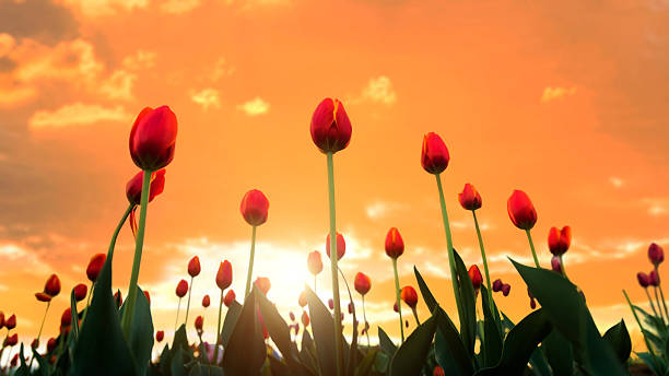 Red tulips in bloom in the park in springtime