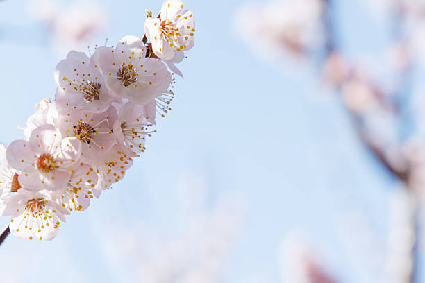 istock Blooming cherry blossom tree in spring, with delicate pink flowers 2230139683