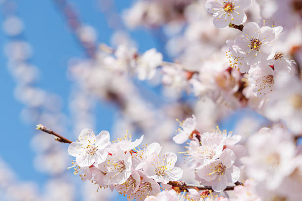istock Blooming cherry blossom tree in spring, with delicate pink flowers 2230139828