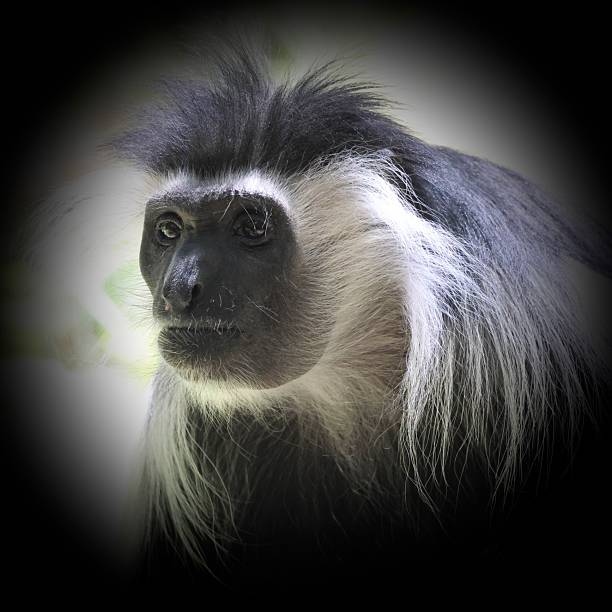 istock Angola Columbus monkey portrait 2230140260