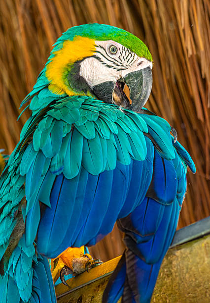 istock Colorful Macaw at Aviary in Cartagena 2230142231