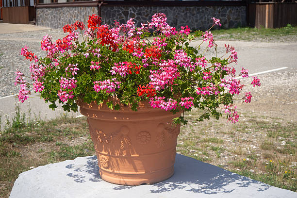 Flower pot with pink geraniums on resort terrace. Alpine decorative element. Blooming flowers in terracotta pot against sunny background.
