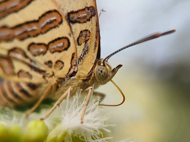 Cigaritis ictis, the common shot silverline, is a species of lycaenid butterflies