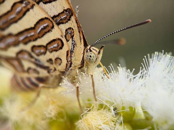istock Close up of Cigaritis ictis butterfly 2230143673