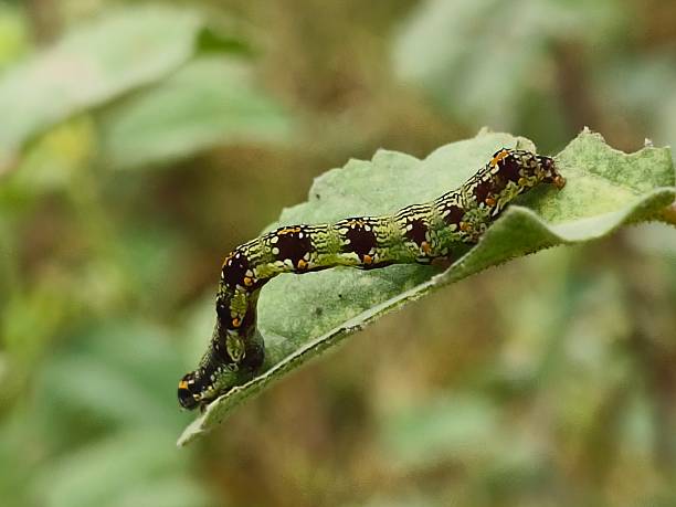 istock Caterpillar of Acontia marmoralis moth 2230144590