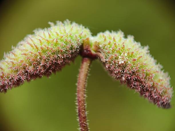 Image fruit of Pergularia daemia – Hair Knot Plant in