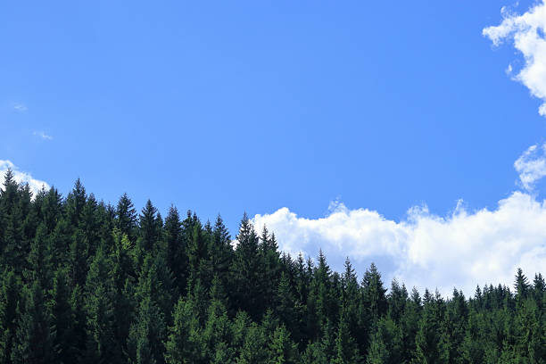 Dense green conifer trees covering a mountain hillside under clear blue sky with white