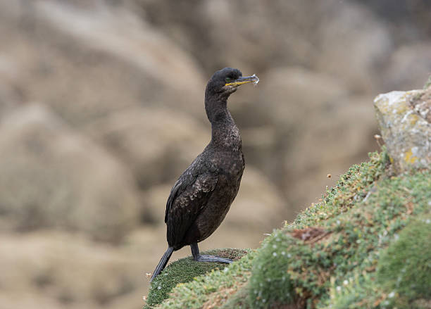 The Shag is a sleek, medium-sized seabird with predominantly black plumage that shows a distinctive green sheen in sunlight. It has a long grey, hooked bill, a slender neck, and a small head with a steep forehead.