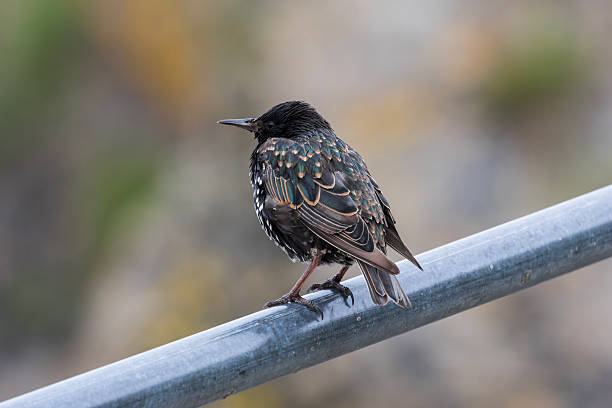 The Common Starling is a small, stocky bird with a short tail and pointed wings. Its plumage is glossy black with an iridescent sheen, displaying hues of green and purple in bright light. The bill is yellow in the breeding season and darker in winter.
