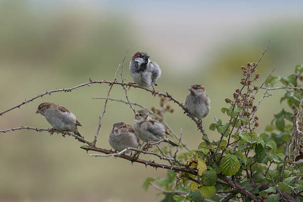 Sparrows are small, plump birds with rounded heads and stout beaks. Males have a grey crown, chestnut-brown nape, and black bib that expands during breeding season. Their wings display distinct brown and black streaks.