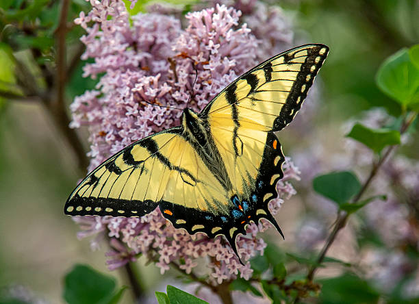 istock Eastern Tiger Swallowtail Butterfly 2230149843