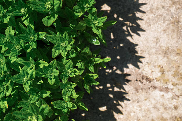 Lush green herb plant with vibrant leaves casting intricate shadows on a textured surface, highlighting natural beauty and sunlight effects