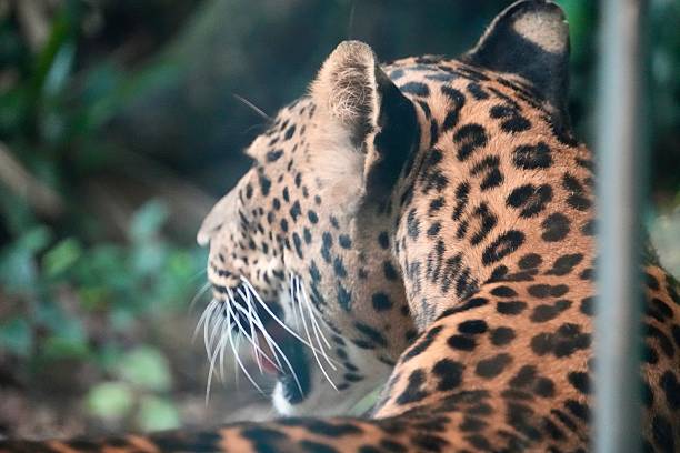istock Leopard at Singapore Zoo 2230151010