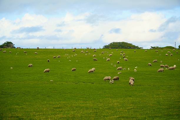 A photograph of a lush pasture along the Great Ocean Road in Australia, filled with grazing sheep. The image captures the rural charm, rolling hills, and tranquil landscape of this iconic coastal region.