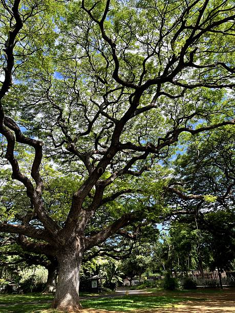 istock Tropical Tree with Sprawling Branches in Hawaiian Landscape 2230152166