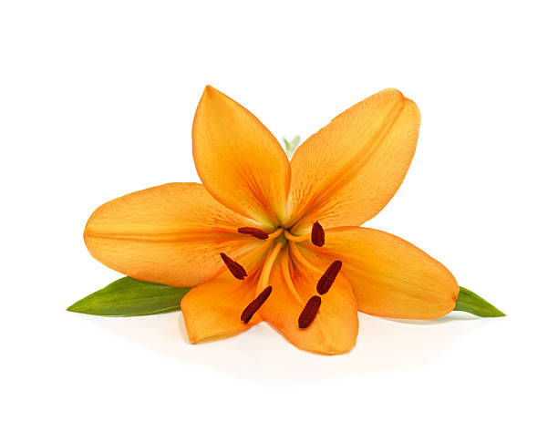 istock Orange lily flower on white background. 2230153408