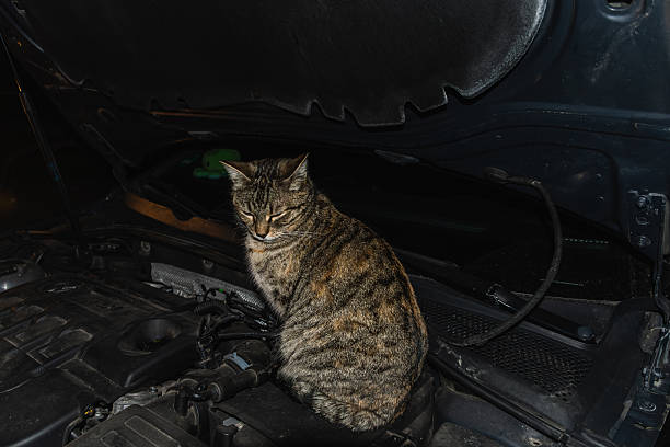 istock Cat sitting in car engine bay at night 2230153476