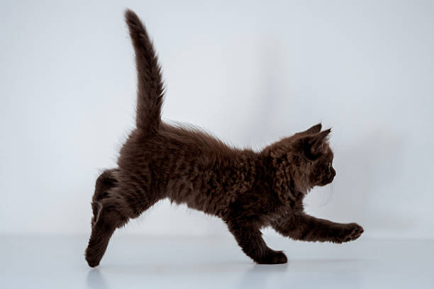 istock Playful Brown Kitten Leaping on a White Bright Background 2230156162