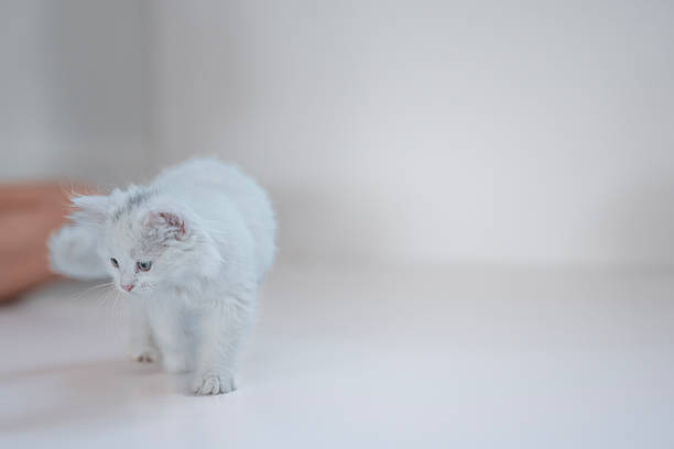 Adorable white kitten with soft fluffy fur standing in a bright and minimalist interior setting, evoking feelings of warmth and innocence.