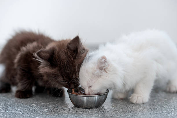 Two fluffy kittens, one white and one black, enjoy a meal together from a metal bowl. They display harmony and innocence, emphasizing companionship and a peaceful moment of shared sustenance.
