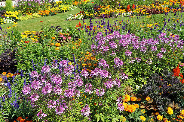Colorful flower garden in summer.