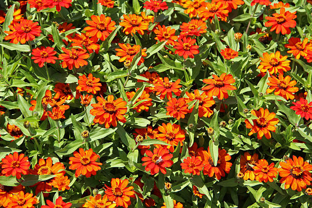 Beautiful orange zinnias with leaves.