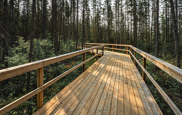 istock Staircase on Fork Lake Trail, Algonquin Provincial Park, Whitney, Ontario, Canada 2230157373