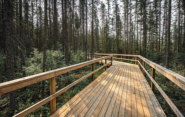 istock Staircase on Fork Lake Trail, Algonquin Provincial Park, Whitney, Ontario, Canada 2230157374