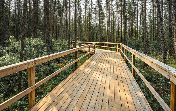 istock Staircase on Fork Lake Trail, Algonquin Provincial Park, Whitney, Ontario, Canada 2230157377