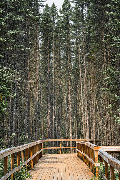 istock Staircase on Fork Lake Trail, Algonquin Provincial Park, Whitney, Ontario, Canada 2230157446