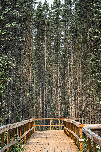 istock Staircase on Fork Lake Trail, Algonquin Provincial Park, Whitney, Ontario, Canada 2230157447