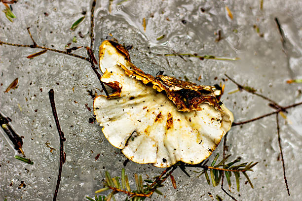 A mushroom found in the woods during winter.
