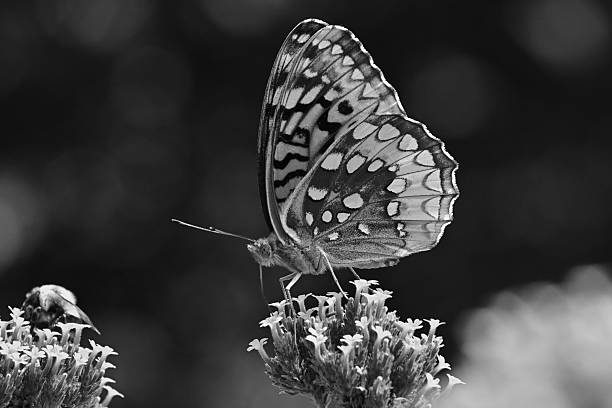 istock Great spangled fritillary in black and white 2 2230159482