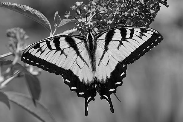 Male eastern tiger swallowtail in black and white on a butterfly bush, close-up