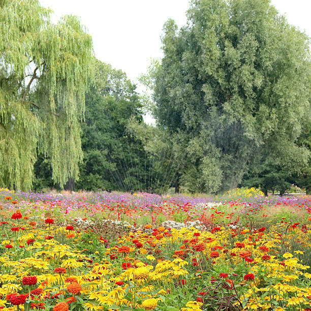 A field of pink Cockscomb (Celosia argentea var. cristata) flowers in full bloom