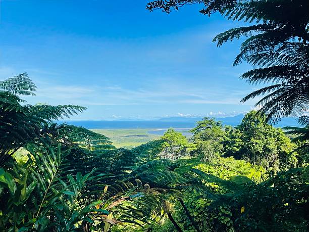istock Daintree Rainforest Mount Alexandra Lookout Cairns 2230161920
