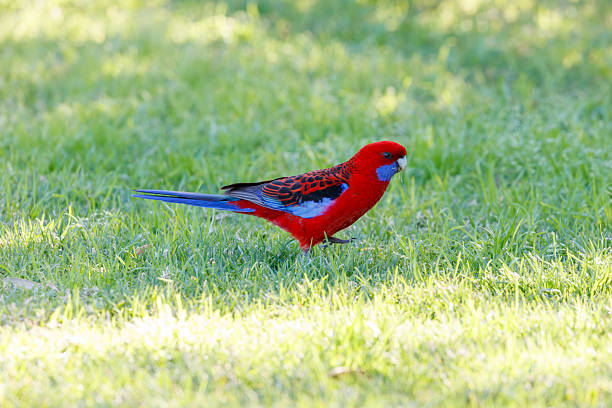 Photograph of an Australian Crimson Rosella parrot looking for food while walking on green grass in the sunshine in the Illawarra region of New South Wales, Australia.