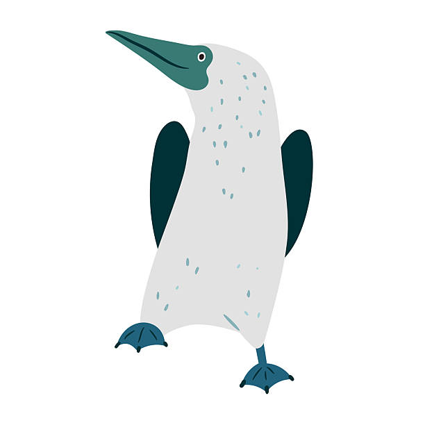Vector Illustration of Sula Bird in Hand Drawn Style, Tropical Seabird from Galapagos Islands.