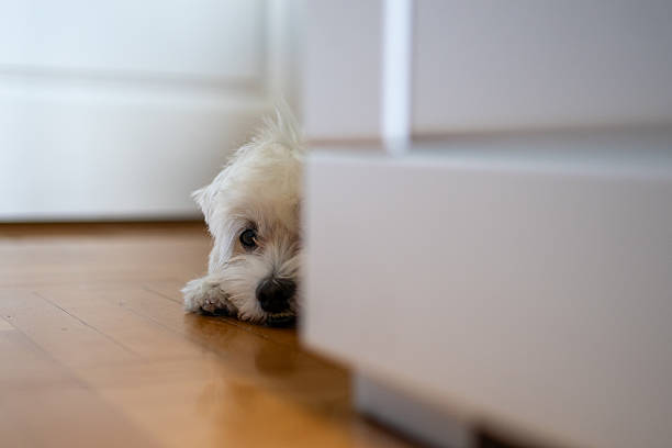 istock Maltese dog resting on floor at home 2230166272