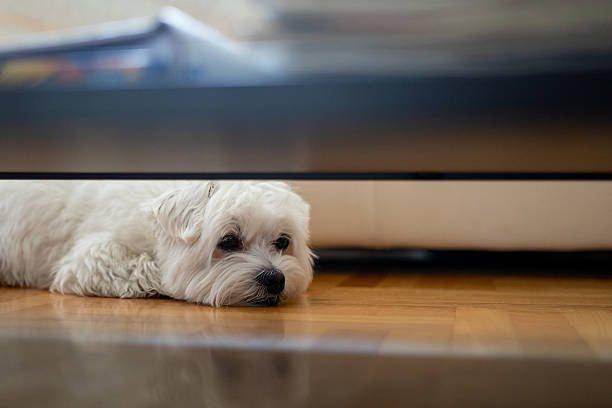 Cute little maltese dog resting on floor at home