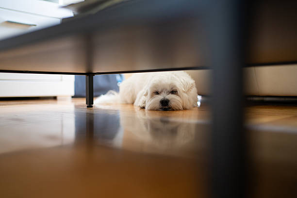 istock Maltese dog resting on floor at home 2230166282