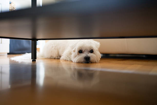 istock Maltese dog resting on floor at home 2230166285