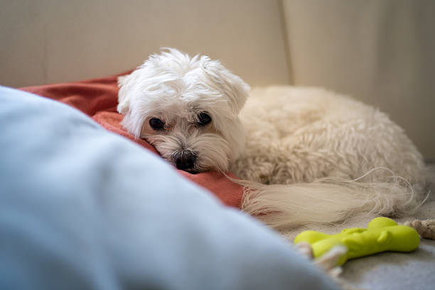 istock Maltese dog resting on sofa at home 2230166301