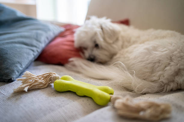 Cute little Maltese dog resting on sofa at home