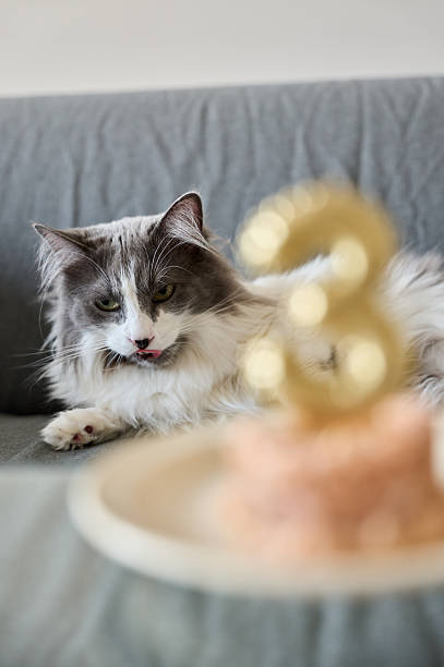 Fluffy gray and white cat sits on a gray sofa, licking its nose near a birthday cake with a number three candle