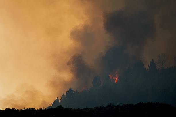 istock Massive smoke plume and engulfed trees in flames as a wildfire tears through the forest, demonstrating the destructive force of nature 2230167747