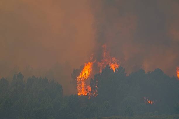 istock Raging wildfire consuming forest, generating massive smoke plume, devastating woodland landscape with intense burning flames 2230167804