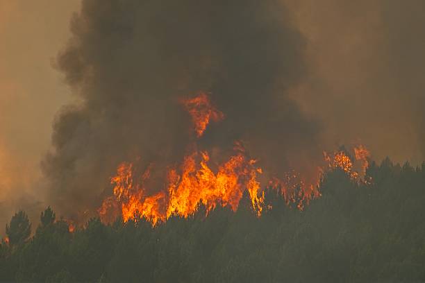 istock Raging wildfire consuming dense forest, creating towering smoke column and destroying woodland landscape, demonstrating environmental crisis 2230168009