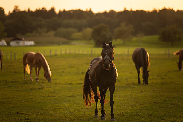 In a tranquil and beautiful grassy field, two horses are peacefully grazing, enjoying the lush greenery around them as they feed